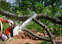How Our Tree Care Process Works  in  Martinsville, IN