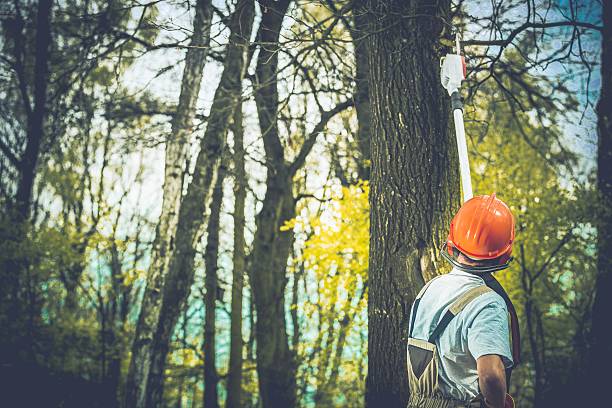 Reliable Martinsville, IN Tree Care Solutions